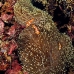 anemonefish_falseclown_sr_v_0705_png0245.jpg